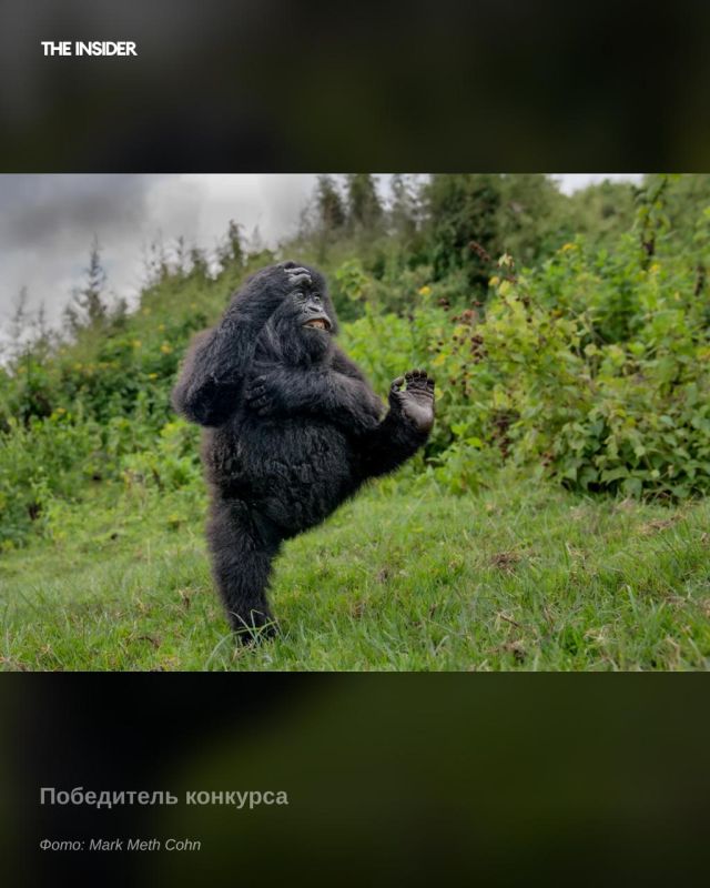 ������ �������������� ���� ����� �������� � ���� � 2025 ���� ������������ ������������ �������� Nikon Comedy Wildlife Awards, ����� ������ ������� �����