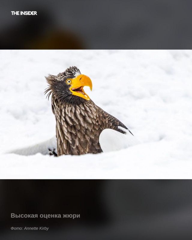 ������ �������������� ���� ����� �������� � ���� � 2025 ���� ������������ ������������ �������� Nikon Comedy Wildlife Awards, ����� ������ ������� �����