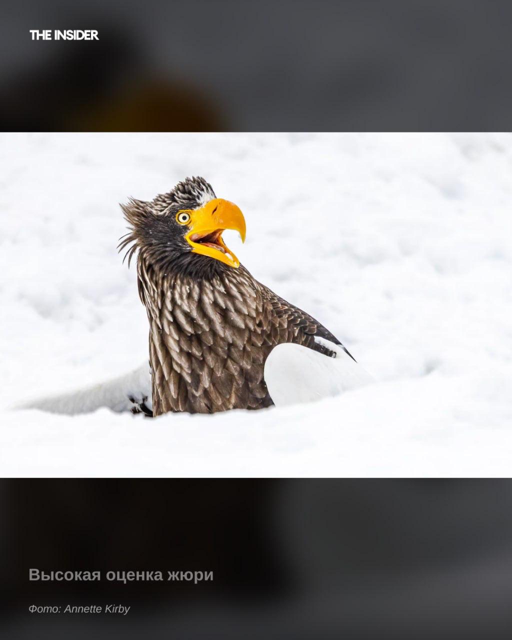 Лучшие юмористические фото диких животных и птиц в 2025 году опубликовали организаторы конкурса Nikon Comedy Wildlife Awards, пишет журнал «Вокруг света» Лучшие юмористические фото диких животных и птиц в 2025 году опубликовали организаторы конкурса Nikon Comedy Wildlife Awards, пишет журнал «Вокруг света»