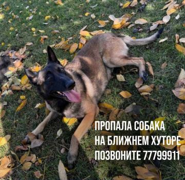 На Ближнем хуторе ищут собаку - Бельгийскую овчарку (малинуа)