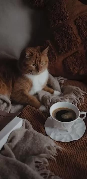 Доброе утро