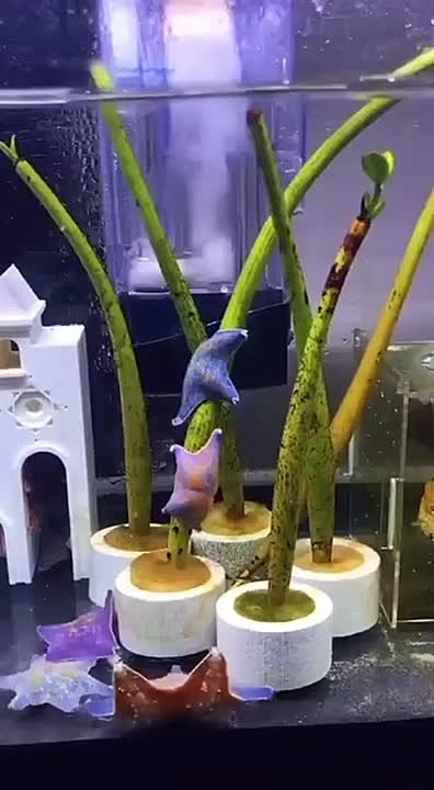 Таймлапс «танцев» морских звёзд