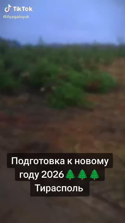 Ёлки отправляются в путь – 20 декабря приедут на базар в сквере Авиаторов в Тирасполе, сообщают продавцы в своём тиктоке