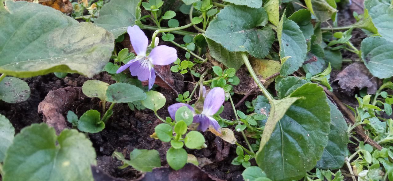 До Нового года – 17 дней. На грядках в Кицканах: сельдерей, мята, хризантемы, розы, примулы, фиалки До Нового года – 17 дней. На грядках в Кицканах: сельдерей, мята, хризантемы, розы, примулы, фиалки