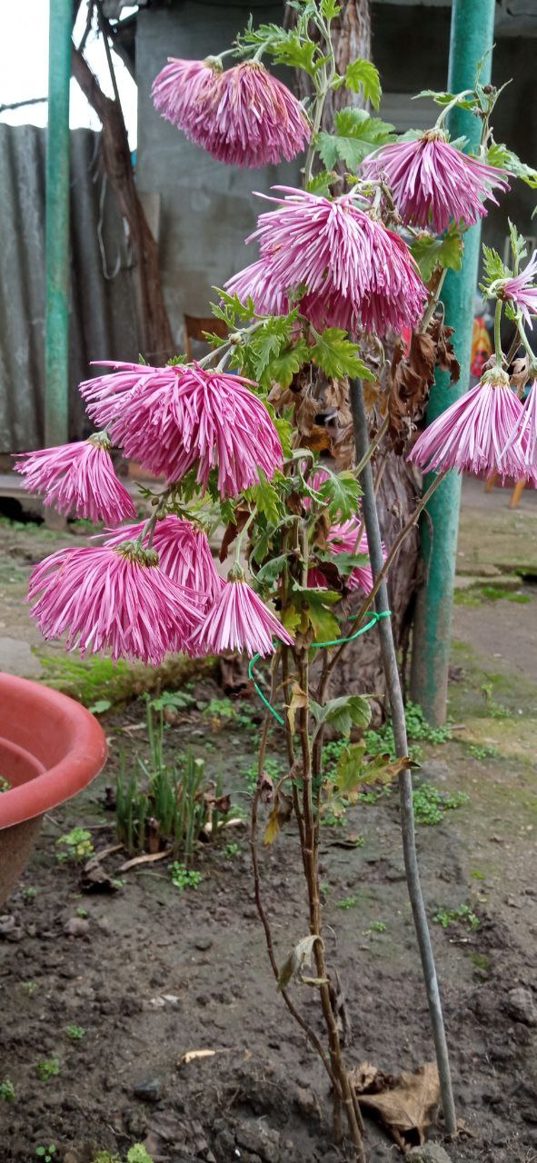 До Нового года – 17 дней. На грядках в Кицканах: сельдерей, мята, хризантемы, розы, примулы, фиалки До Нового года – 17 дней. На грядках в Кицканах: сельдерей, мята, хризантемы, розы, примулы, фиалки