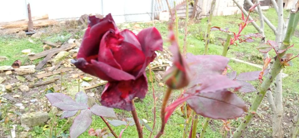 �� ������ ���� � 17 ����. �� ������� � ��������: ���������, ����, ����������, ����, �������, ������