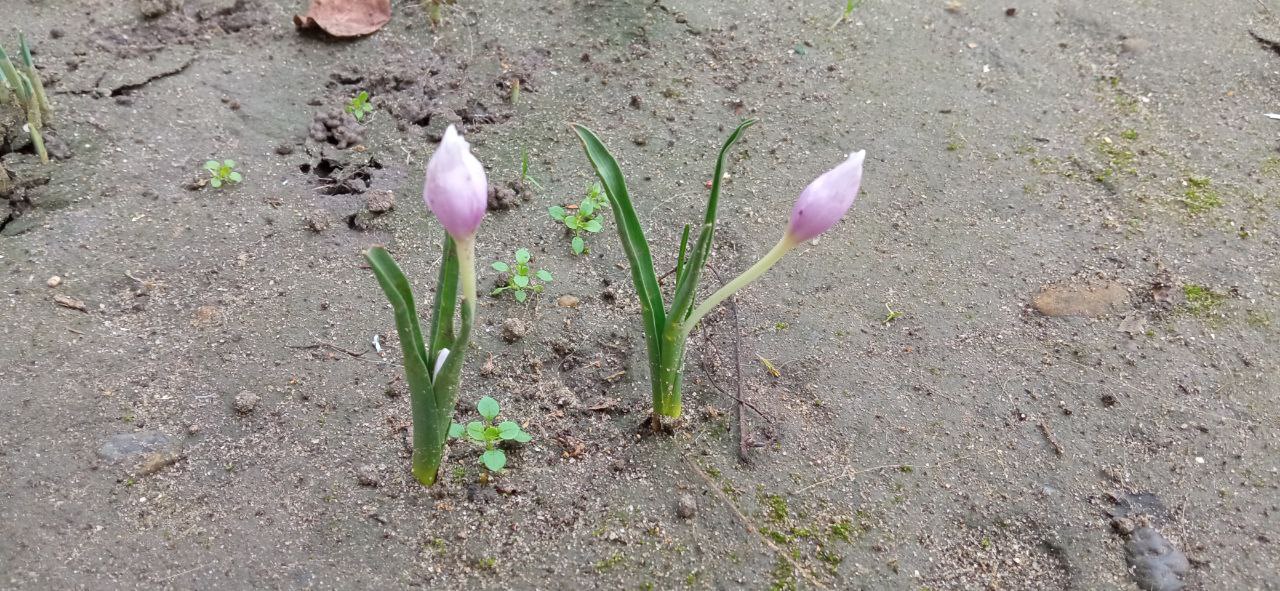 До Нового года – 17 дней. На грядках в Кицканах: сельдерей, мята, хризантемы, розы, примулы, фиалки До Нового года – 17 дней. На грядках в Кицканах: сельдерей, мята, хризантемы, розы, примулы, фиалки