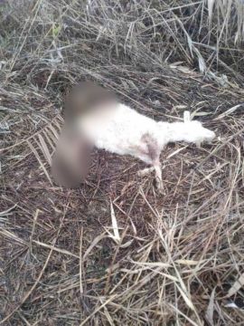 На Кировском бездомные собаки загрызли козу, пишут в пабликах