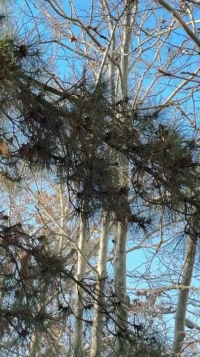 ������, �������, ����� � ������� � ������������� ��������