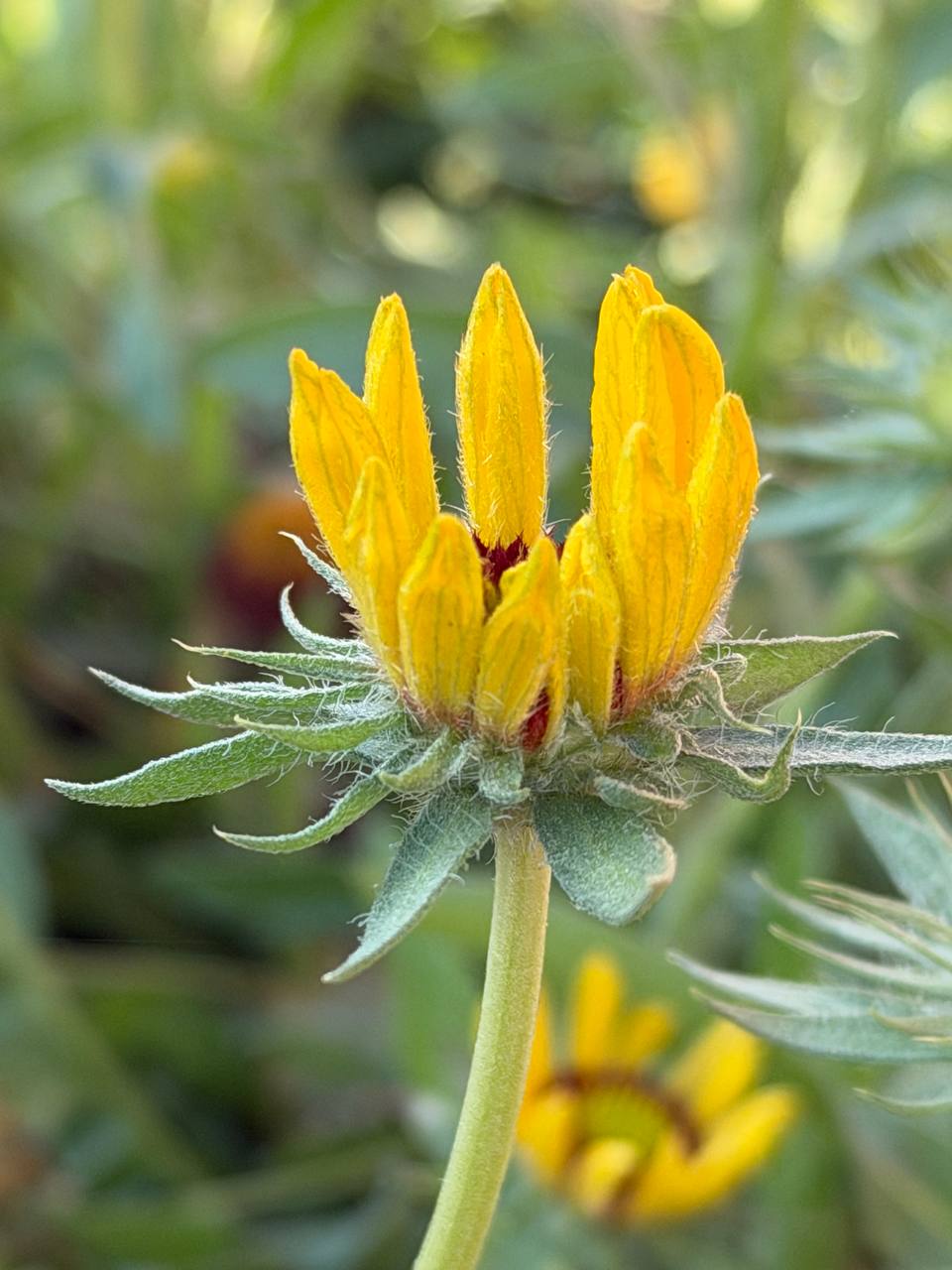 Малина, бабочки, цветы – декабрь в Приднестровье удивляет Малина, бабочки, цветы – декабрь в Приднестровье удивляет