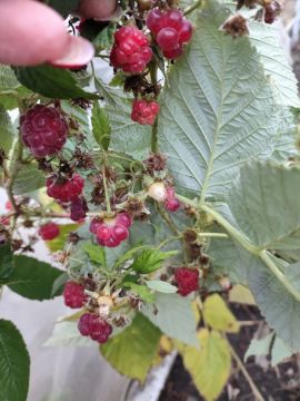 Оказывается, в этом году можно смело устраивать конкурс на лучший урожай декабрьской малины