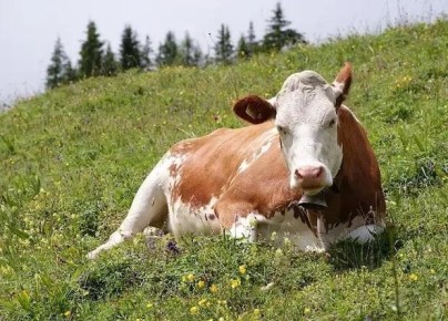 В сёлах Молдовы почти не осталось коров в личных подворьях