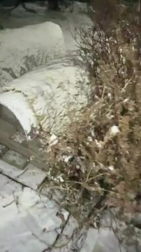 В Китае на улицах устанавливают вот такие теплицы, чтобы бездомные кошки перезимовали с комфортом