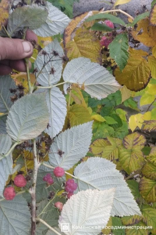 Анатолий Мельниковский из села Кузьмин делится фотографией декабрьского урожая малины