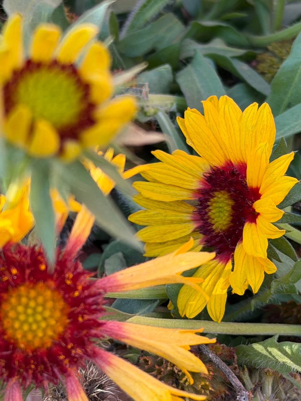 Малина, бабочки, цветы – декабрь в Приднестровье удивляет Малина, бабочки, цветы – декабрь в Приднестровье удивляет