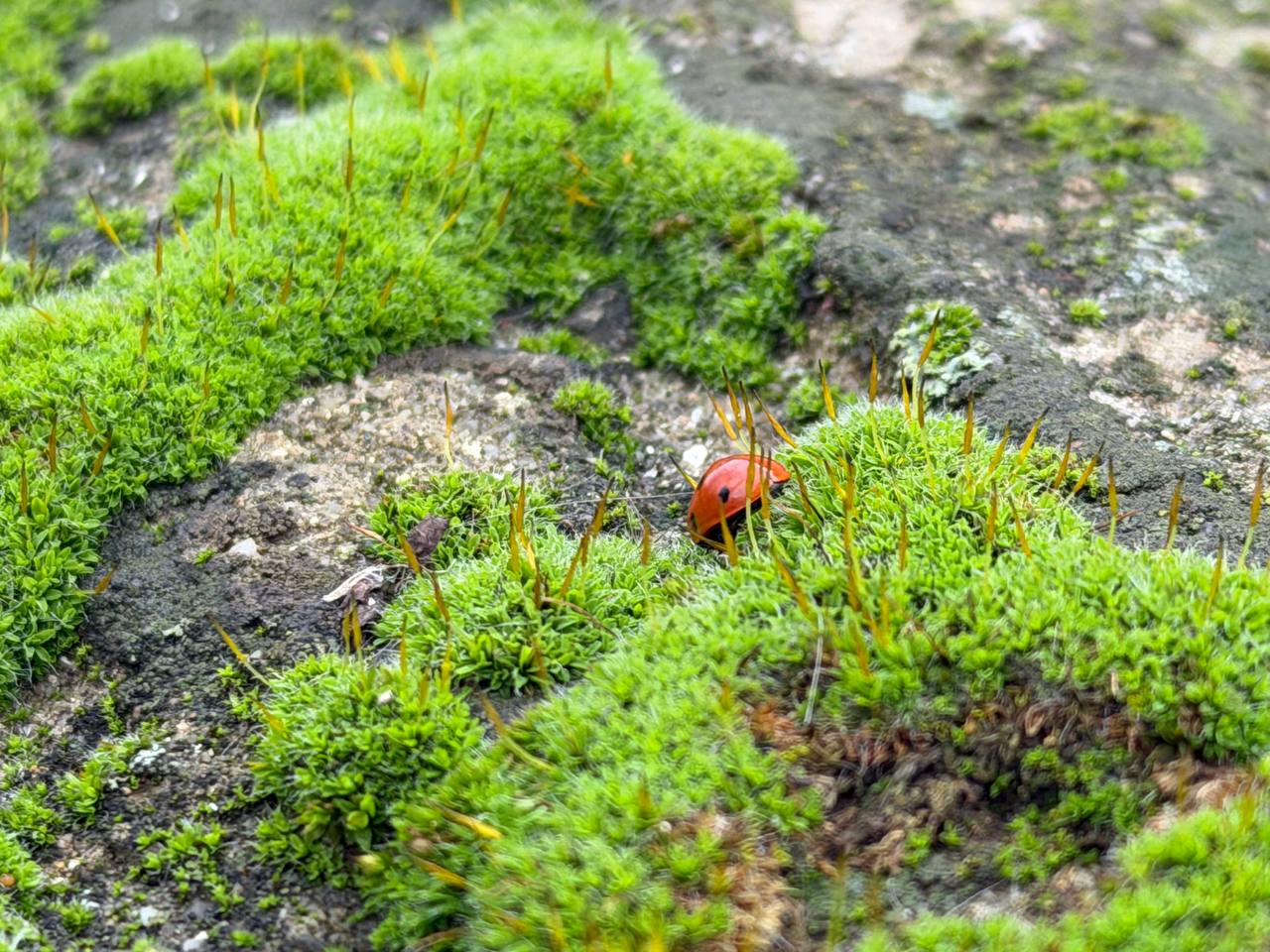Малина, бабочки, цветы – декабрь в Приднестровье удивляет Малина, бабочки, цветы – декабрь в Приднестровье удивляет