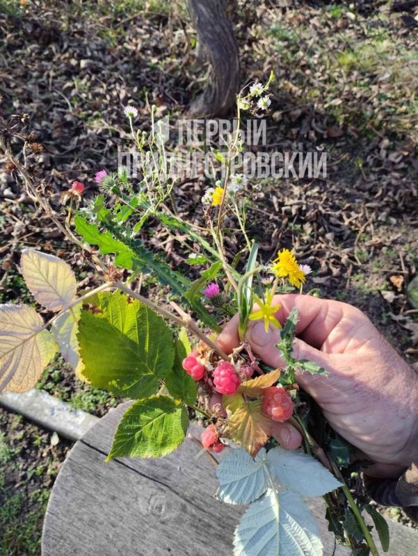 Декабрьский букет из Грушки