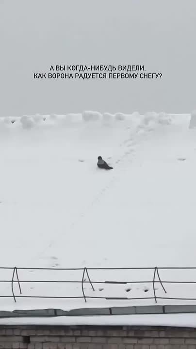 Ворона нашла лучший антидепрессант – свежевыпавший снег