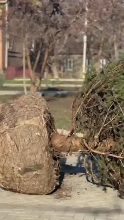 Трёхметровую голубую ель привезли в столичный сквер «Южный» на машине с краном и дедом морозом