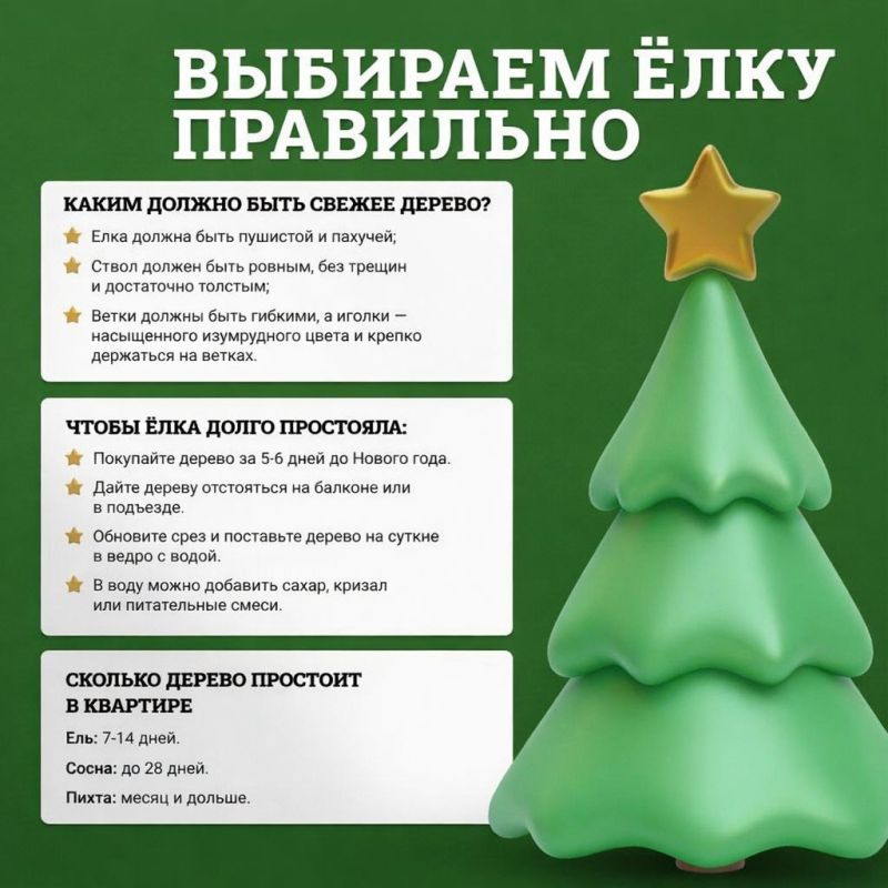 Ёлочные базары начнут работать с 20 декабря