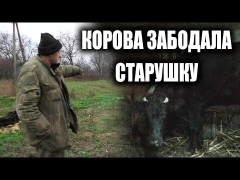 В Рыбницком районе на старушку напала корова