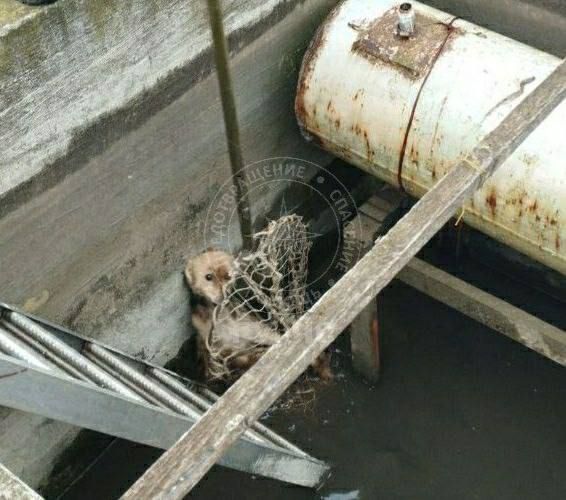 Спасённые животные, опасный глоток и кража у собственной дочери — сводка МВД и ГУпЧС Спасённые животные, опасный глоток и кража у собственной дочери — сводка МВД и ГУпЧС