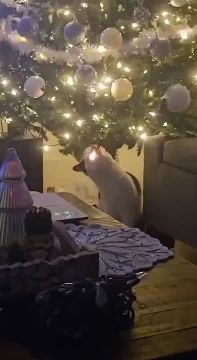 ��������� ����� ��������: ��������� ������ ��������