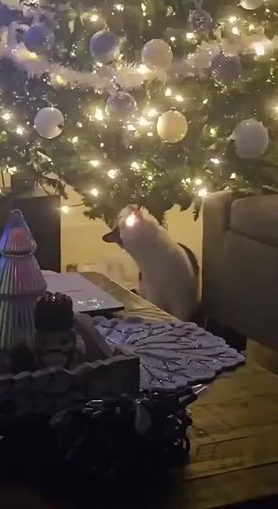 Наступает время сражений: «пушистые против колючих»