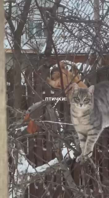 2,6 миллиона просмотров набрало видео с полосатыми шерстяными синичками в Инстаграме за 5 дней