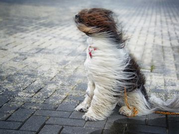 ��������� ��������������. ��������������� �������������: � ������� ��� 26 ������� �� ���������� ������� ��������� �������� ��������� ����� �� 15 �/�