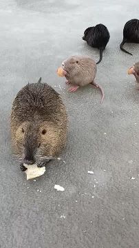 ������� ���. ����� ������ ��������� ������ �� �������� ����� � ����������� (��������� �����)