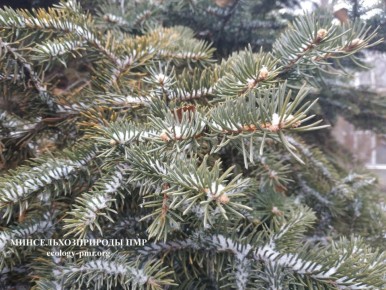 ������� ����!. ������� ������ �� �������, 29 �������