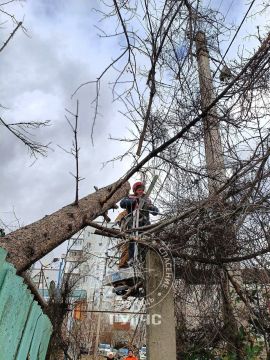 Сильные порывы ветра до 20 м/с в минувшие выходные обрывали провода и валили деревья – ГупЧС