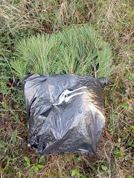 Жительница Слободзейского района незаконно срезала ветви сосен в лесопосадке