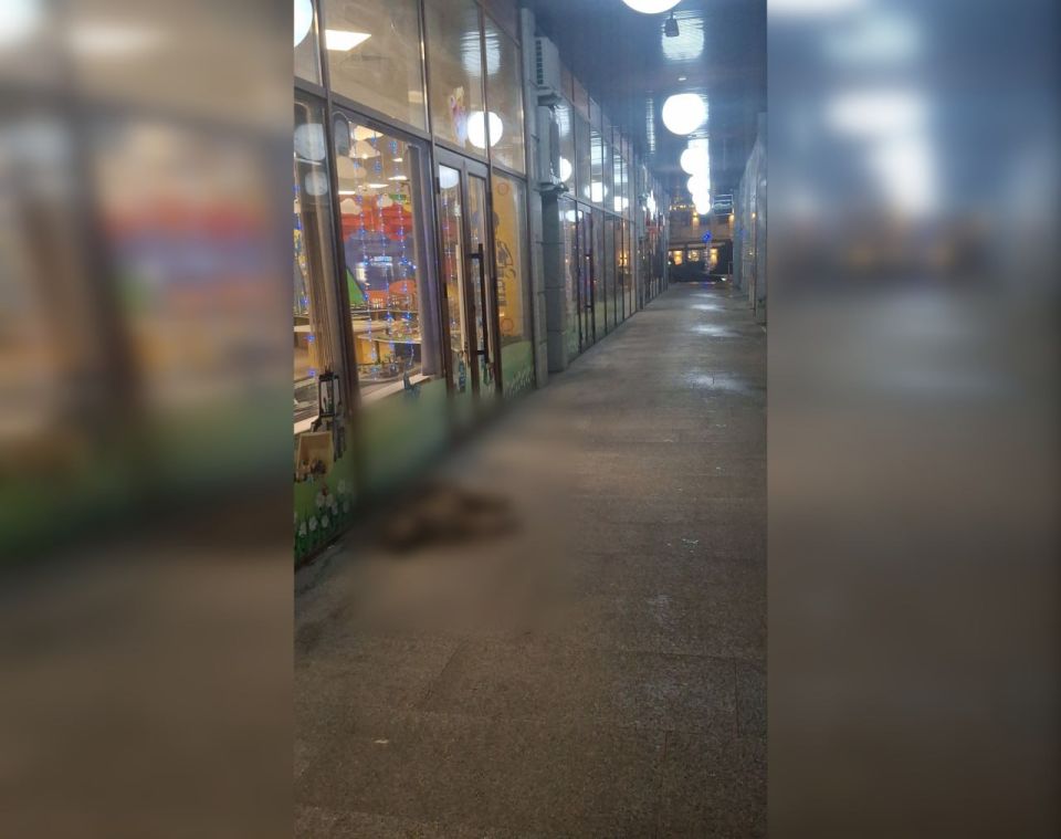 В Тирасполе появились догхантеры - те, кто специально травит собак