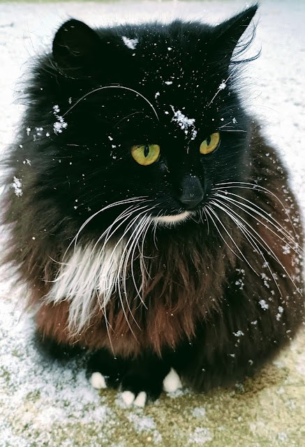 Снежное настроение в Дубоссарах Снежное настроение в Дубоссарах