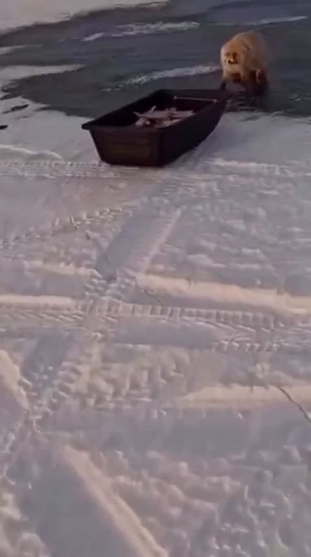 ��������� ����, �����: ������ ����� ������� ���������� ��������� ���� ���� � ������� � ������