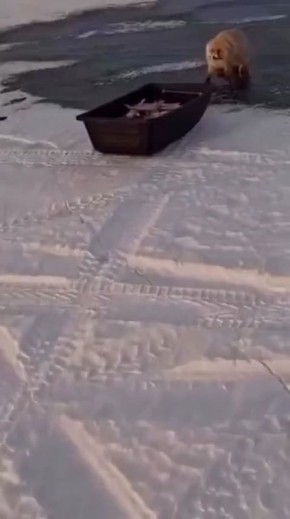 «Оборзела лиса, блин»: наглая рыжая хищница попыталась своровать весь улов у рыбаков в Астане