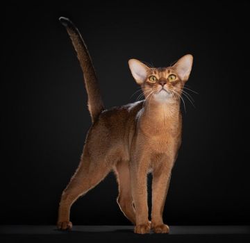 ����������� ��� �� ������ ��������� ������� ��������� ��������� ����� �� 2025 ���, ����� RT