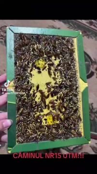 �������� ����������� ������������ ���������� ������� ��������� � ����� ������