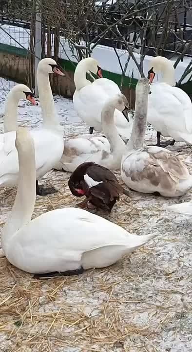 Эта утка думает, что она лебедь и уже второй год зимует в Епархии вместе со стаей