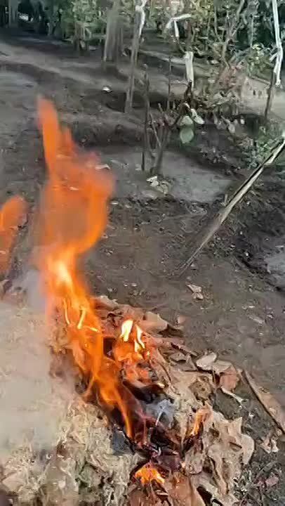 Преподаватели жгут костры, чтобы согреть бананы, мушмулу и авокадо