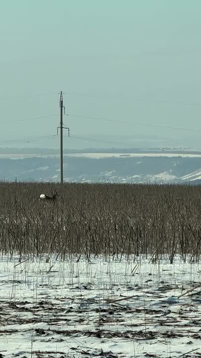 Косули на заснеженных полях Приднестровья