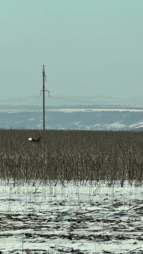 ������ �� ����������� ����� �������������