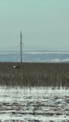 �������������� ������� ����� ������� ������ ���� ������