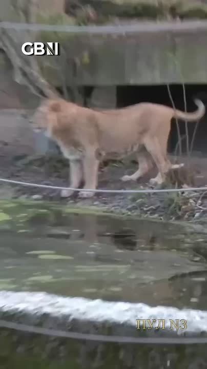 Даже львы знают: выходить на тонкий лёд НЕЛЬЗЯ!