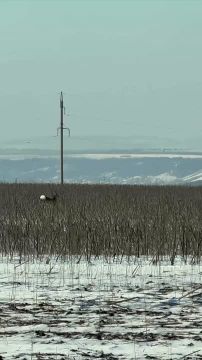 �������������� ������� ����� ������� ������ ���� ������