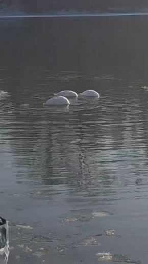 ������ ��������� ��� � ���������