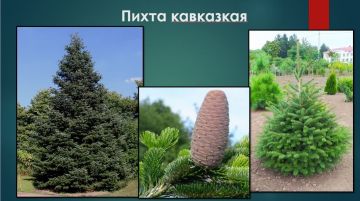 ������������� � ���������� ������� ���� ��� ������� ��� �������������