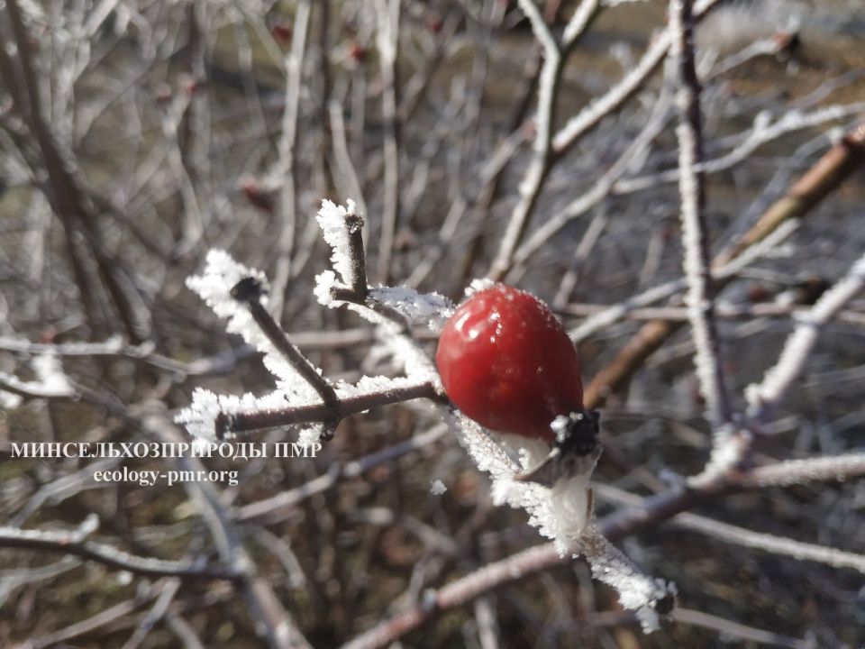 ������� ����!. ������� ������ �� �������, 19 ������